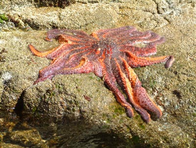 Sea