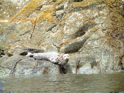 Seal