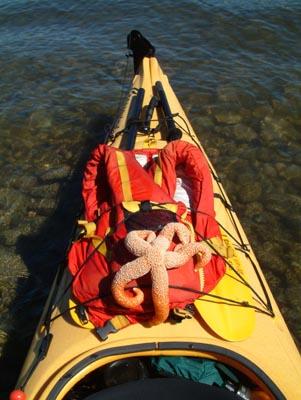 Starfish