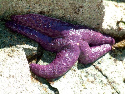 Starfish