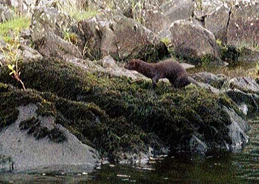 A mink on a mission - click for the story